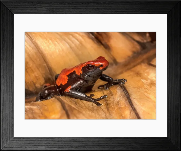 Framed Print : Splashback Poison Frog (Adelobates galactonotus) - captive bred Framed Print : Splashback Poison Frog (Adelobates galactonotus) - captive bred