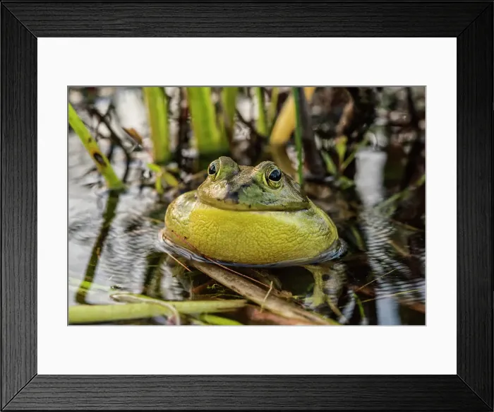 Framed Print : Bullfrog (Lithobates catesbeiana)chorusing in wetland on Horseshoe Lake, Muskoka, Ontario, Canada Framed Print : Bullfrog (Lithobates catesbeiana)chorusing in wetland on Horseshoe Lake, Muskoka, Ontario, Canada