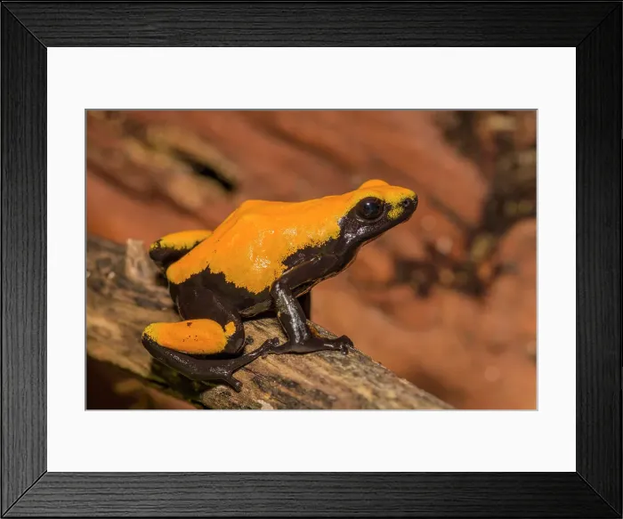 Framed Print : Splashback Poison Frog (Adelobates galactonotus) - captive bred Framed Print : Splashback Poison Frog (Adelobates galactonotus) - captive bred
