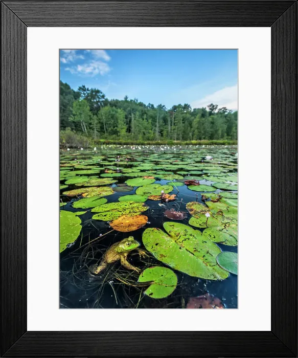 Framed Print : Bullfrog (Lithobates catesbeiana) in wetland on Horseshoe Lake, Muskoka, Ontario, Canada Framed Print : Bullfrog (Lithobates catesbeiana) in wetland on Horseshoe Lake, Muskoka, Ontario, Canada