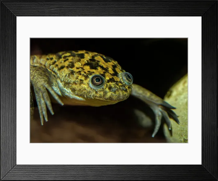 Framed Print : African Clawed Frog (Xenopus laevis) - captive bred Framed Print : African Clawed Frog (Xenopus laevis) - captive bred