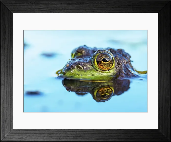 Framed Print : Bullfrog (Lithobates catesbeiana) in wetland on Horseshoe Lake, Muskoka, Ontario, Canada Framed Print : Bullfrog (Lithobates catesbeiana) in wetland on Horseshoe Lake, Muskoka, Ontario, Canada