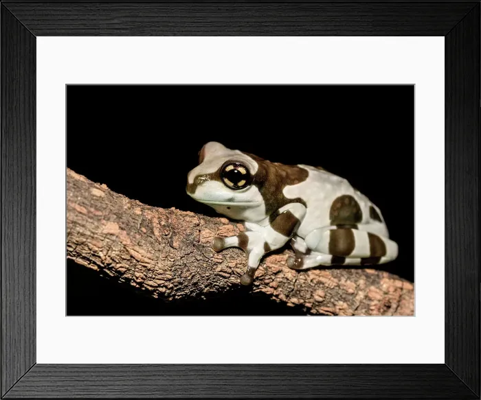 Framed Print : Amazon Milk Frog (Trachycephalus resinifictrix) - captive bred Framed Print : Amazon Milk Frog (Trachycephalus resinifictrix) - captive bred