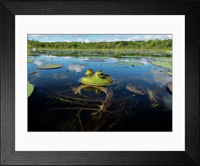 Framed Print : Bullfrog (Lithobates catesbeiana) in wetland on Horseshoe Lake, Muskoka, Ontario, Canada Framed Print : Bullfrog (Lithobates catesbeiana) in wetland on Horseshoe Lake, Muskoka, Ontario, Canada