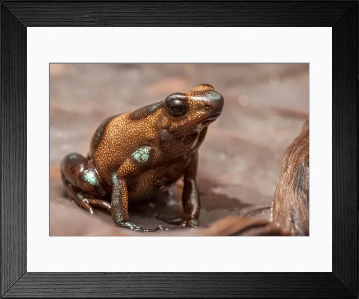 Framed Print : Mimic Poison Dart Frog (Ameerega altamazonica) - captive bred