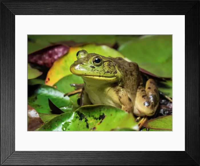 Framed Print : Bullfrog (Lithobates catesbeiana) in wetland on Horseshoe Lake, Muskoka, Ontario, Canada Framed Print : Bullfrog (Lithobates catesbeiana) in wetland on Horseshoe Lake, Muskoka, Ontario, Canada