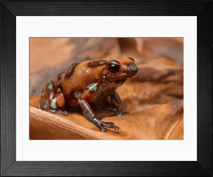 Framed Print : Mimic Poison Dart Frog (Ameerega altamazonica) - captive bred Framed Print : Mimic Poison Dart Frog (Ameerega altamazonica) - captive bred