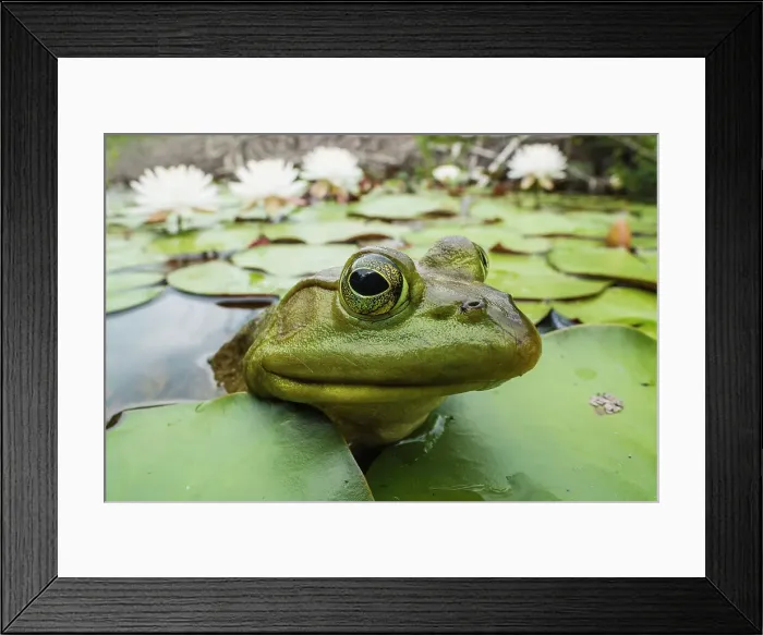 Framed Print : Bullfrog (Lithobates catesbeiana) in wetland on Horseshoe Lake, Muskoka, Ontario, Canada Framed Print : Bullfrog (Lithobates catesbeiana) in wetland on Horseshoe Lake, Muskoka, Ontario, Canada