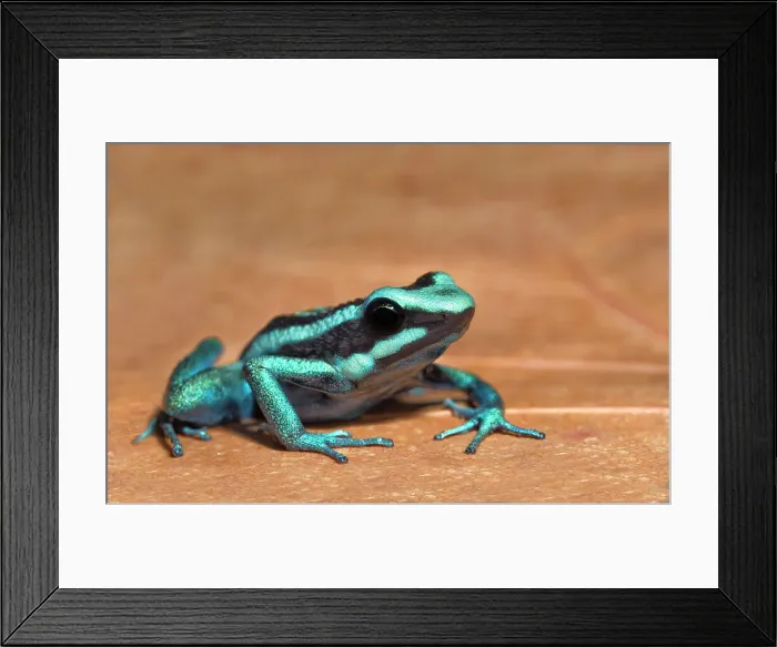 Framed Print : Pleasing Poison Frog (Ameerega bassleri) - captive bred Framed Print : Pleasing Poison Frog (Ameerega bassleri) - captive bred