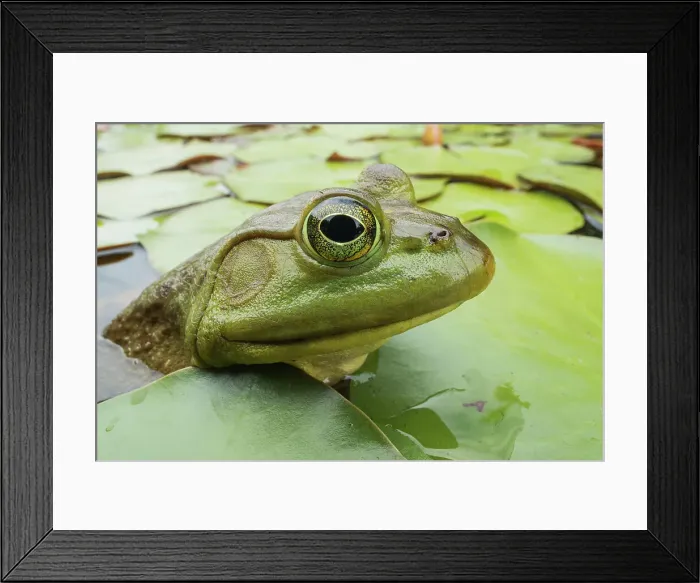Framed Print : Bullfrog (Lithobates catesbeiana) in wetland on Horseshoe Lake, Muskoka, Ontario, Canada Framed Print : Bullfrog (Lithobates catesbeiana) in wetland on Horseshoe Lake, Muskoka, Ontario, Canada