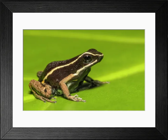 Framed Print : Pale-striped Poison Frog (Ameerega hahneli), tonhauyo phase - captive bred Framed Print : Pale-striped Poison Frog (Ameerega hahneli), tonhauyo phase - captive bred