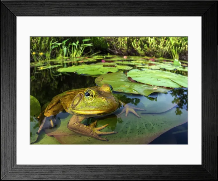 Framed Print : Bullfrog (Lithobates catesbeiana) in wetland on Horseshoe Lake, Muskoka, Ontario, Canada Framed Print : Bullfrog (Lithobates catesbeiana) in wetland on Horseshoe Lake, Muskoka, Ontario, Canada