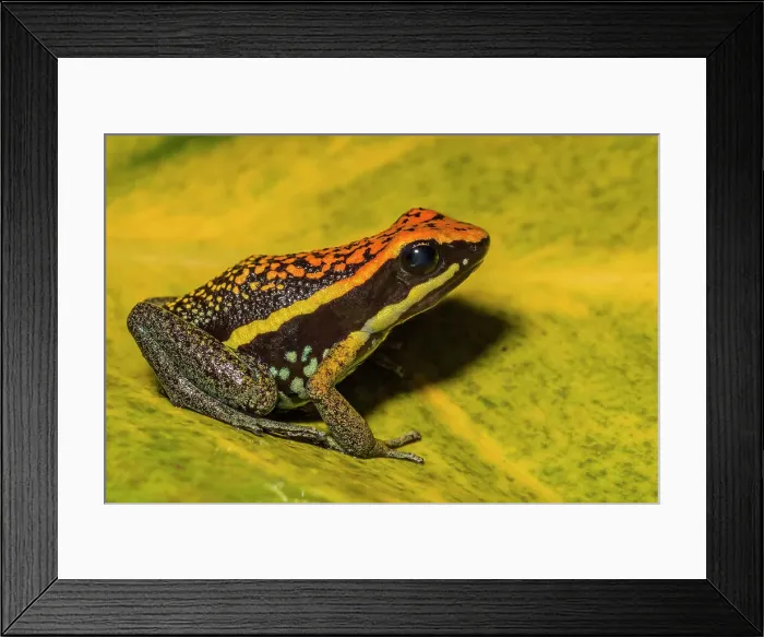 Framed Print : Peppered Poison Dart Frog (Ameerega pepperi) is endemic to tropical rainforests of Peru - captive bred Framed Print : Peppered Poison Dart Frog (Ameerega pepperi) is endemic to tropical rainforests of Peru - captive bred