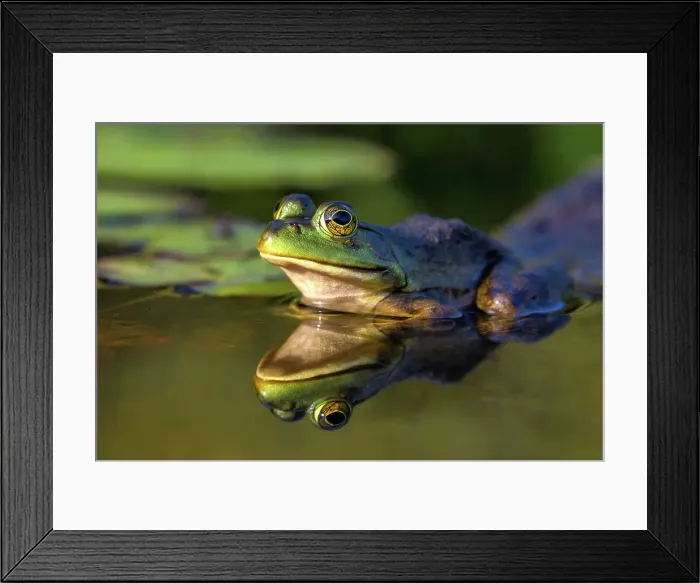 Framed Print : Bullfrog (Lithobates catesbeiana) in wetland on Horseshoe Lake, Muskoka, Ontario, Canada Framed Print : Bullfrog (Lithobates catesbeiana) in wetland on Horseshoe Lake, Muskoka, Ontario, Canada