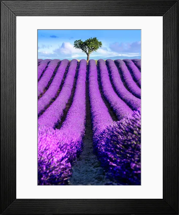 Framed Print : Plateau de Valensole, Lavender Fields, Provence, Alpes de Haute Provence, France Framed Print : Plateau de Valensole, Lavender Fields, Provence, Alpes de Haute Provence, France