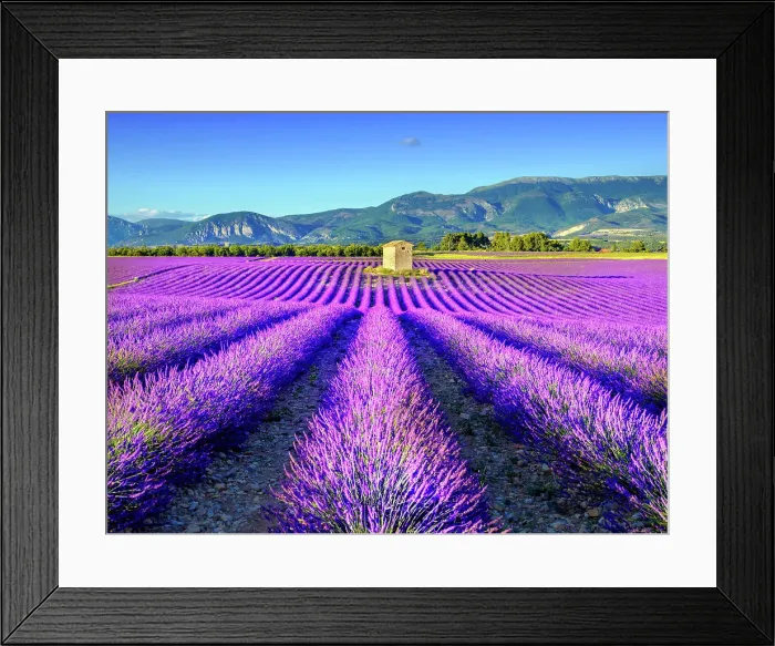 Framed Print : Plateau de Valensole, Lavender Fields, Provence, Alpes de Haute Provence, France Framed Print : Plateau de Valensole, Lavender Fields, Provence, Alpes de Haute Provence, France