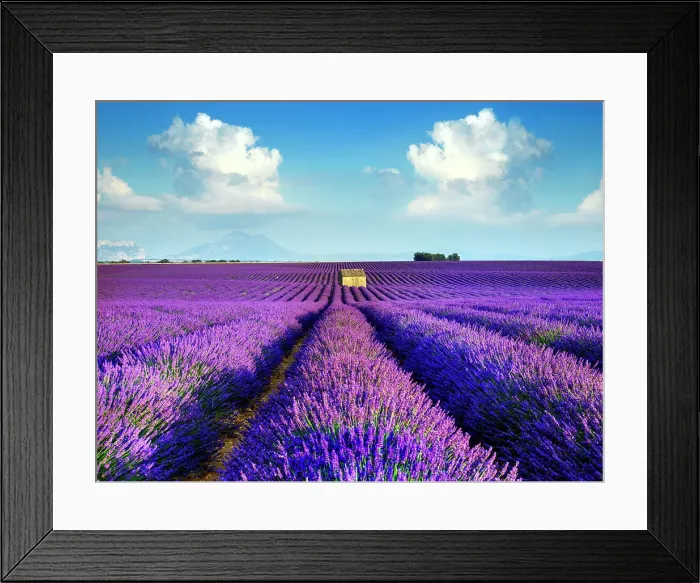 Framed Print : Plateau de Valensole, Lavender Fields, Provence, Alpes de Haute Provence, France Framed Print : Plateau de Valensole, Lavender Fields, Provence, Alpes de Haute Provence, France