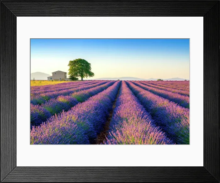 Framed Print : Plateau de Valensole, Lavender Fields, Provence, Alpes de Haute Provence, France Framed Print : Plateau de Valensole, Lavender Fields, Provence, Alpes de Haute Provence, France