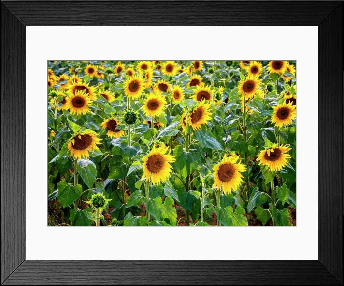 Framed Print : Plateau de Valensole, Sunflower Fields, Provence, Alpes Cotes d'Azur, France Framed Print : Plateau de Valensole, Sunflower Fields, Provence, Alpes Cotes d'Azur, France