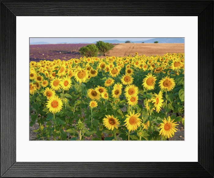 Framed Print : France, Provence, region Alpes-de-Haute-Provence, lavender field and sunflower field, almond trees, near Valensole village Framed Print : France, Provence, region Alpes-de-Haute-Provence, lavender field and sunflower field, almond trees, near Valensole village