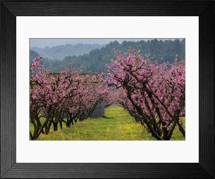 Framed Print : France, Provence, region Vaucluse, near Buisson village, spring, almond trees, almond blossom