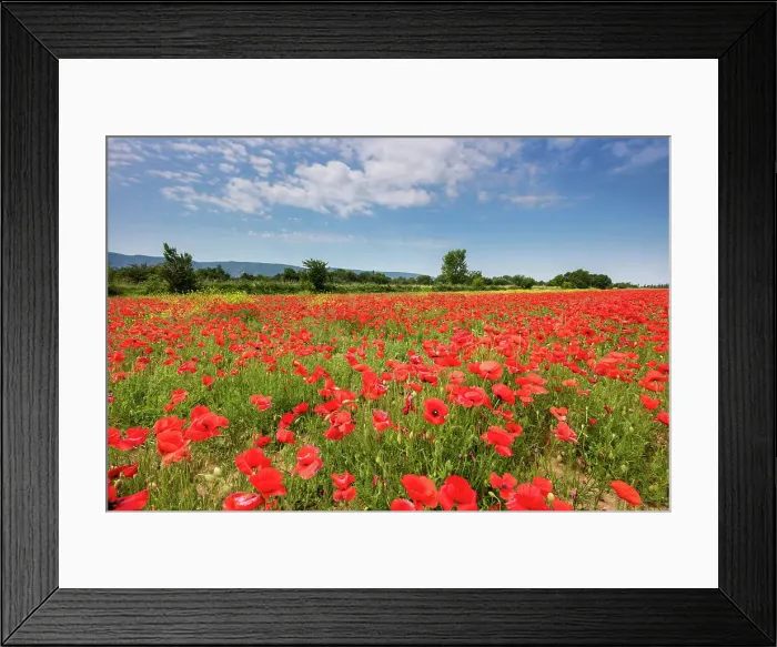 Framed Print : France, Provence, region Vaucluse, near Coustellet village, Poppy field Framed Print : France, Provence, region Vaucluse, near Coustellet village, Poppy field