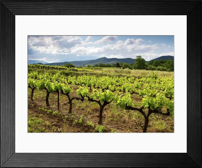 Framed Print : France, Provence, region Vaucluse, vineyard near St. Romain en-Viennois village