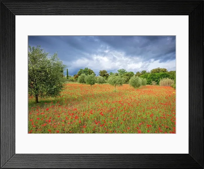 Framed Print : France, Provence, region Vaucluse, Poppy field and Olive trees near St. Romain en-Viennois village Framed Print : France, Provence, region Vaucluse, Poppy field and Olive trees near St. Romain en-Viennois village