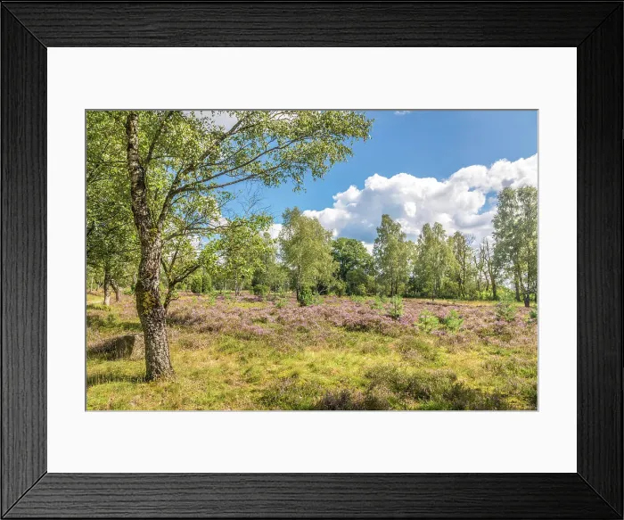 Framed Print : Heath landscape on the hiking trail from Oberhaverbeck to Wuemmeberg, Luneburg Heath, Lower Saxony, Germany Framed Print : Heath landscape on the hiking trail from Oberhaverbeck to Wuemmeberg, Luneburg Heath, Lower Saxony, Germany