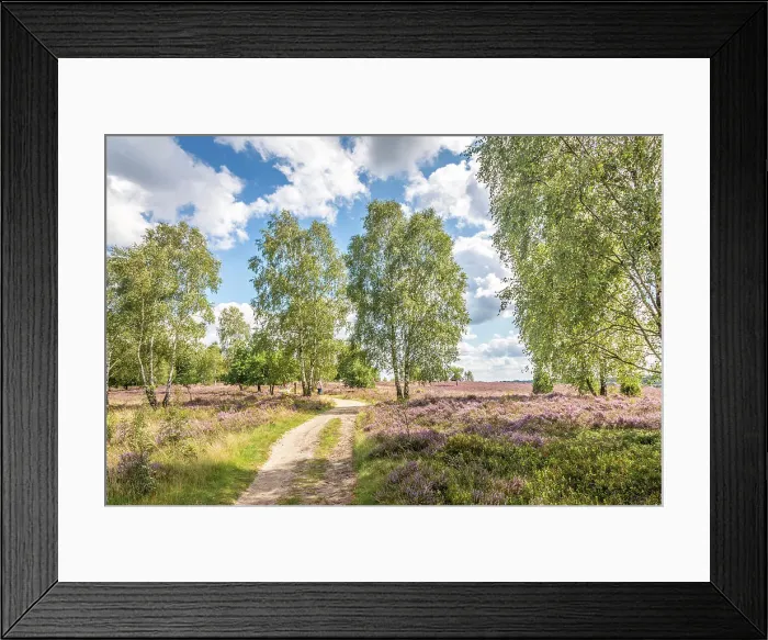 Framed Print : Hiking trail through the blooming heathland to the Suhorn viewpoint, Luneburg Heath, Lower Saxony, Germany Framed Print : Hiking trail through the blooming heathland to the Suhorn viewpoint, Luneburg Heath, Lower Saxony, Germany