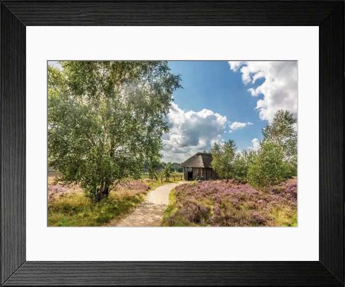 Framed Print : Hiking trail through the blooming heathland to the Suhorn viewpoint, Luneburg Heath, Lower Saxony, Germany