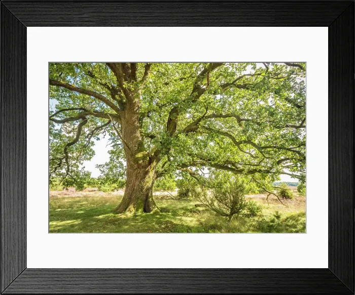 Framed Print : Mighty oak tree in the heath at the Suhorn lookout point, Luneburg Heath, Lower Saxony, Germany Framed Print : Mighty oak tree in the heath at the Suhorn lookout point, Luneburg Heath, Lower Saxony, Germany