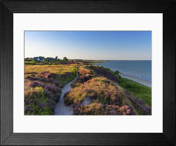 Framed Print : Pathway through heather, Braderup, Sylt, Schleswig Holstein, Germany Framed Print : Pathway through heather, Braderup, Sylt, Schleswig Holstein, Germany