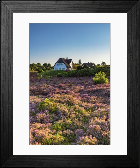 Framed Print : Thatched houses and heather, Braderup, Sylt, Schleswig Holstein, Germany Framed Print : Thatched houses and heather, Braderup, Sylt, Schleswig Holstein, Germany