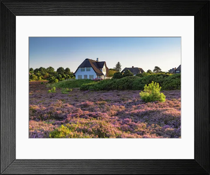 Framed Print : Thatched houses and heather, Braderup, Sylt, Schleswig Holstein, Germany Framed Print : Thatched houses and heather, Braderup, Sylt, Schleswig Holstein, Germany