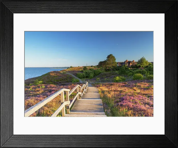 Framed Print : Walkway through heather, Braderup, Sylt, Schleswig Holstein, Germany Framed Print : Walkway through heather, Braderup, Sylt, Schleswig Holstein, Germany
