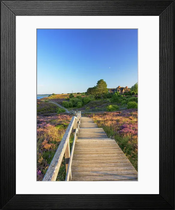 Framed Print : Walkway through heather, Braderup, Sylt, Schleswig Holstein, Germany Framed Print : Walkway through heather, Braderup, Sylt, Schleswig Holstein, Germany