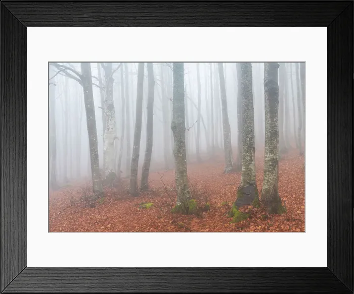 Framed Print : A foggy autumn evening in the beeches forests of the Appennino Tosco Emiliano, Tuscany, Italy