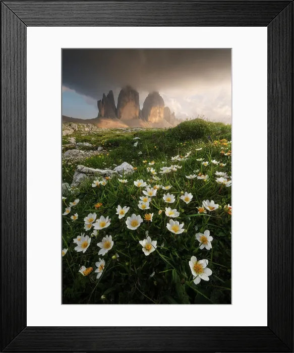 Framed Print : Wildflowers (Ranunculaceae) below the iconic Tre Cime di Lavaredo. Dolomites, Italy Framed Print : Wildflowers (Ranunculaceae) below the iconic Tre Cime di Lavaredo. Dolomites, Italy