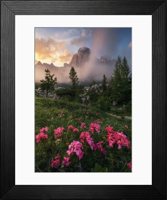 Framed Print : The Tofana di Roses with rhododendron in the foreground. Ampezzo Dolomites, Italy Framed Print : The Tofana di Roses with rhododendron in the foreground. Ampezzo Dolomites, Italy