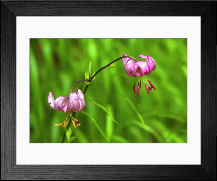 Framed Print : Europe, Italy, Trentino. A Martagon Lily, typical of the mountains Framed Print : Europe, Italy, Trentino. A Martagon Lily, typical of the mountains