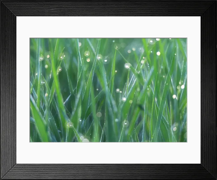 Framed Print : Backlit morning dew on the grass with the first light of the day in the Val d'Orcia, Tuscany, Italy Framed Print : Backlit morning dew on the grass with the first light of the day in the Val d'Orcia, Tuscany, Italy
