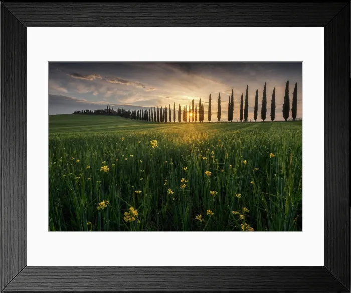 Framed Print : Spring sunrise at Poggio Covili with the sun peaking through the cypress trees in Val d'Orcia, Tuscany, Italy Framed Print : Spring sunrise at Poggio Covili with the sun peaking through the cypress trees in Val d'Orcia, Tuscany, Italy