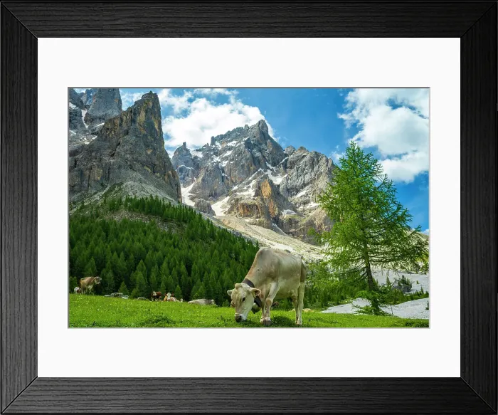 Framed Print : Europe, Italy, Trentino. Cows grazing in front of the peaks of the Pala Group, the largest massif of the Dolomites, Unesco World Heritage site Framed Print : Europe, Italy, Trentino. Cows grazing in front of the peaks of the Pala Group, the largest massif of the Dolomites, Unesco World Heritage site
