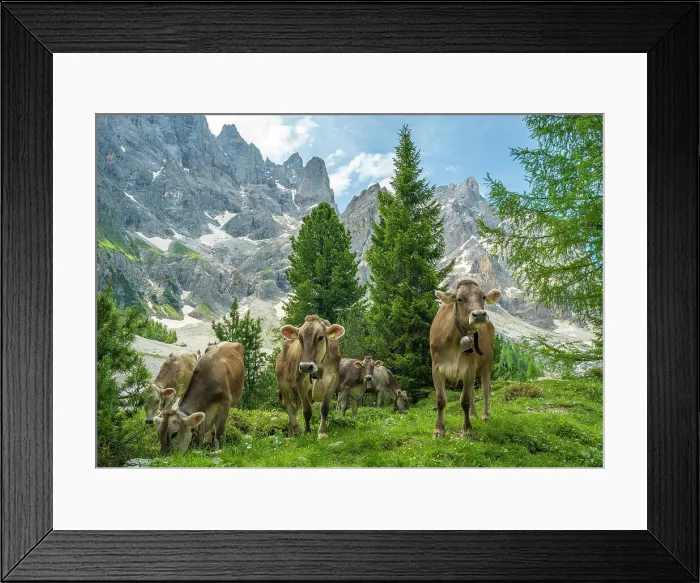 Framed Print : Europe, Italy, Trentino. Cows grazing in front of the peaks of the Pala Group, the largest massif of the Dolomites, Unesco World Heritage site Framed Print : Europe, Italy, Trentino. Cows grazing in front of the peaks of the Pala Group, the largest massif of the Dolomites, Unesco World Heritage site
