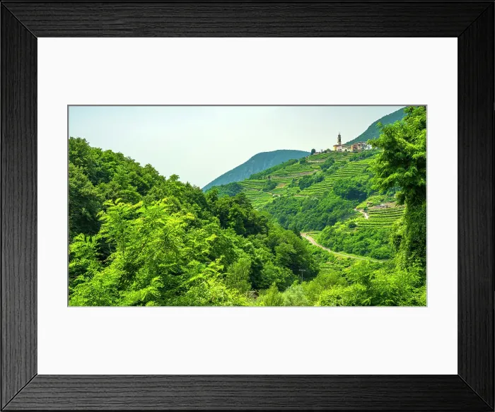 Framed Print : Europe, Italy, Trentino. The terraced vineyards of the Cembra valley near to Faver Framed Print : Europe, Italy, Trentino. The terraced vineyards of the Cembra valley near to Faver