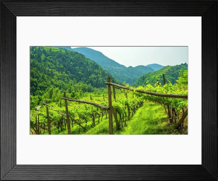 Framed Print : Europe, Italy, Trentino. The terraced vineyards of the Cembra valley near to Faver Framed Print : Europe, Italy, Trentino. The terraced vineyards of the Cembra valley near to Faver
