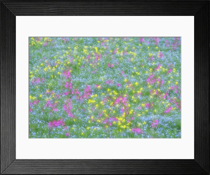 Framed Print : Abstract view of a field full of flowers, from linen to canola flowers and gladiolus. Val d'Orcia, Tuscany, Italy Framed Print : Abstract view of a field full of flowers, from linen to canola flowers and gladiolus. Val d'Orcia, Tuscany, Italy