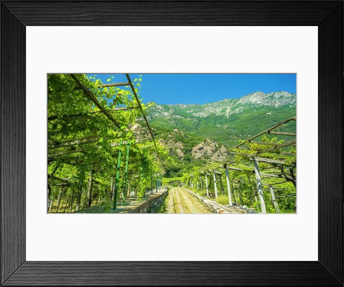Framed Print : Europe, Italy, Aosta Valley. Vineyard with the typical pergolas on foot of the mountains Framed Print : Europe, Italy, Aosta Valley. Vineyard with the typical pergolas on foot of the mountains