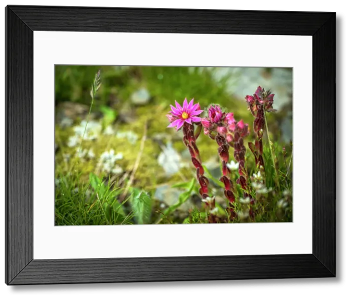 Framed Print : Europe, Italy, Aosta Valley. A flowering meadow high in the mountains with Sempervivum montanum Framed Print : Europe, Italy, Aosta Valley. A flowering meadow high in the mountains with Sempervivum montanum